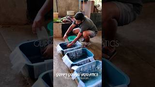 GUPPY pre packing movie reel fish viral freshwaterfish trending song [upl. by Notsuj]