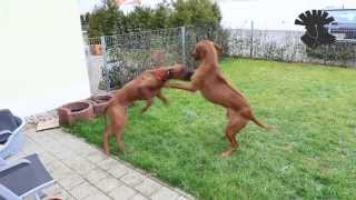 Rhodesian Ridgebacks  rough play  ATTACK [upl. by Sofko762]