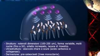 Istologia  Lezione 11 Osso pt 2 [upl. by Alethia]