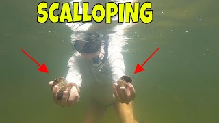 Steinhatchee Florida SCALLOPING  Finding bay scallops in crystal clear water [upl. by Ahsinirt]