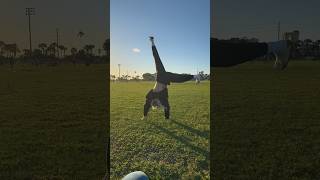 Out here cartwheeling 🤸🏼‍♀️ funny reels mylife youtubeshorts fun [upl. by Joshuah]