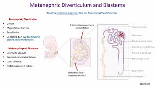 Development Urinary System and Suprarenal Gland [upl. by Oberon]