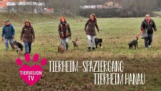 TierheimSpaziergang mit dem Tierheim Hanau [upl. by Alurta714]