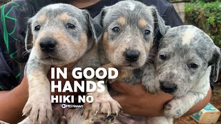 Leaving the Pack A CollegeBound Senior Says Goodbye to Her Hunting Dogs  HIKI NŌ  PBS HAWAIʻI [upl. by Namyw984]