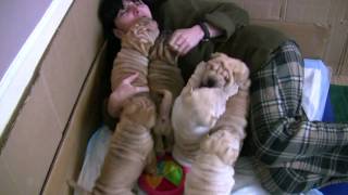 Sharpei puppies for sale 2011 [upl. by Samala125]