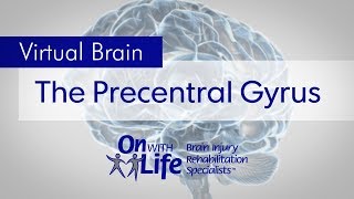 On With Life Virtual Brain  Precentral Gyrus [upl. by Garnett]