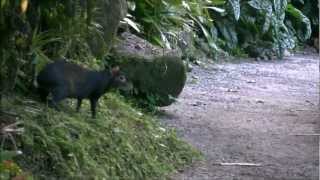 Agouti at Papillote Wilderness Retreat [upl. by Wheaton]