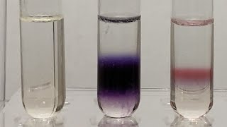 Molischs Test for Carbohydrates 20 [upl. by Tiphani60]