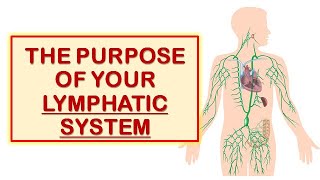 The Purpose of Your Lymphatic System [upl. by Etnoid]