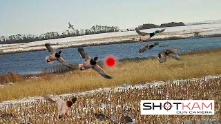 Duck Hunting Highlights  74 Kills  with a ShotKam [upl. by Delmor]