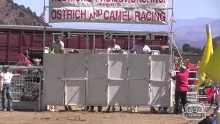 Virginia City Camel Races [upl. by Adnerb7]