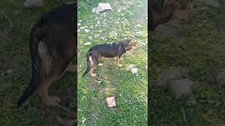 rottweiler croisé berger allemand 5 mois [upl. by Annairoc861]