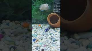 Demasoni cichlid fish Shorts exoticfishlover fishvideo [upl. by Yim892]