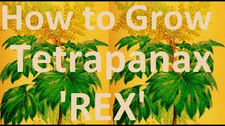 Exotic Plants How to Grow the Tropical Effect MustHave Garden Plant  Tetrapanax papyrifer Rex [upl. by Milah]