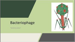 Bacteriophage Bacteria eaters revised version [upl. by Yssak939]