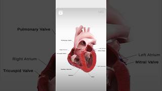 Heart structuresFull video of heart anatomy is uploaded fazil6 [upl. by Justinian561]