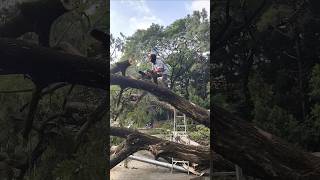 Balancing act while cutting branch of trees fallentree trunks blocking treebranch cutting [upl. by Akyre]