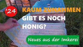 Neues aus der Imkerei 24  Wo gibt es in diesem Jahr noch Honig [upl. by Heshum]