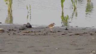 CHORLO DE COLLAR Charadrius collaris [upl. by Andros277]