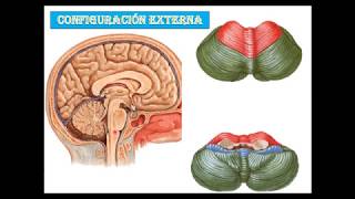 Anatomia del cerebelo [upl. by Ettebab833]