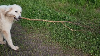 Exercising Your Great Pyrenees Dog  A Guide [upl. by Ellennahs222]