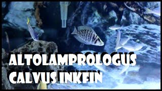 Altolamprologus Calvus Inkfin [upl. by Tybi]