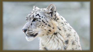 ✔ EL LEOPARDO DE LAS NIEVES  Características y Datos Sorprendentes🐾El fantasma de las montañas 🏔️ [upl. by Lorrayne]