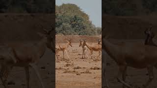 A rare herd of antelope called the Kongoni on a walk in the savannah [upl. by Aicemat]