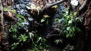 Paludarium Background amp Drip System DIY [upl. by Valaree]