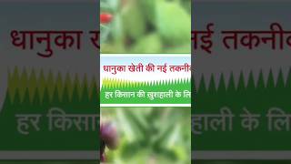 Targa super herbicide fertilizer agriculture viralvideo vairalshort nature [upl. by Masson]