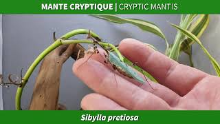 Sibylla Pretiosa  Cryptic mantis [upl. by Aserehtairam673]