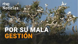 DOÑANA SALE de la LISTA VERDE del MAYOR organismo internacional de MEDIOAMBIENTE  RTVE [upl. by Leonteen]