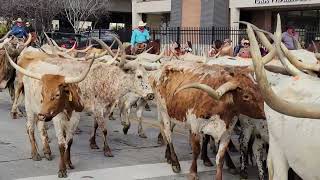 Western Heritage Parade amp Cattle Drive [upl. by Buchalter600]