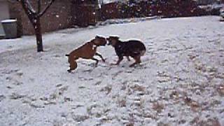 Boxer Vs Rottweiler GSD [upl. by Aggappora]