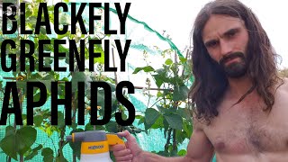 How to remove Blackfly Aphids and Greenfly [upl. by Eeliab396]