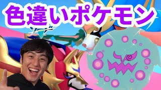 【ポケモン剣盾】10 ダイパリメイク前に色違いミカルゲ探し！絶対今日だよ！！【色違いミカルゲ編】 [upl. by Maretz]