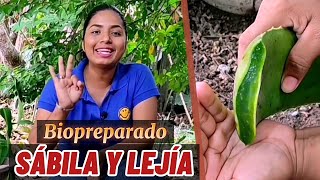 Elimina plagas y hongos de tus cultivos con este Biopreparado de sábila y lejía [upl. by Oidgime247]