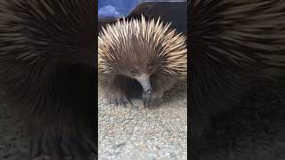 ये कौन सा जीव हैं  echidnas animals amazingfacts [upl. by Assirrem]