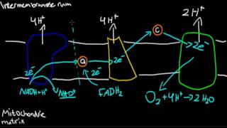 Oxidativ fosforylering [upl. by Suivatra]