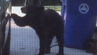 Watch Bear Open Door and Make Itself at Home [upl. by Apilef]