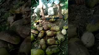 pelando coco a machete [upl. by Grondin]