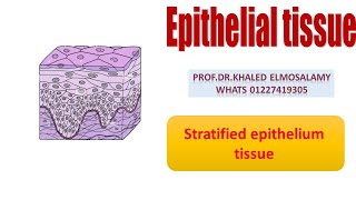 Stratified epithelium histology [upl. by Ruscio656]