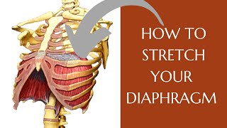 How To Stretch Your Diaphragm  Diaphragmatic Excursion [upl. by Dannon]