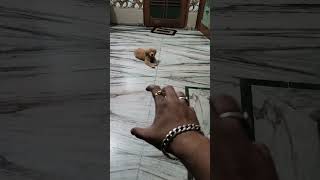 Goofy shorts youtube viralshort trend doglover trending taubatauba masti [upl. by Sainana]