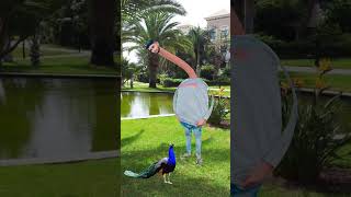 Water transport to reuce thought special effects artificial peacock funny yuotubeshorts yt vfx [upl. by Reggis]