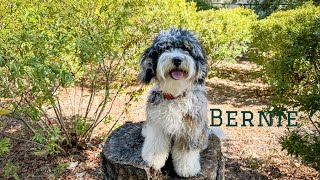 6 month old Bernedoodle Training [upl. by Mara]