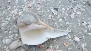 Whelks and Conchs on West Gulf Sanibel [upl. by Claudine]