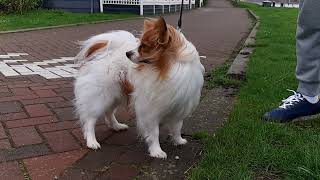 windswept papillon dog [upl. by Marcellus]