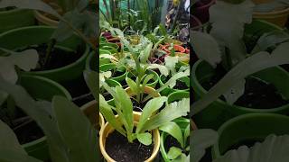 Bird Nest Fern Plant 🌱  Nursery Garden Series Ep  11  trending shorts [upl. by Nilreb]