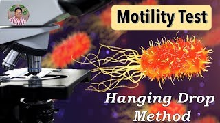 Bacterial Identification Tests Motility Test Hanging drop method [upl. by Arvid]